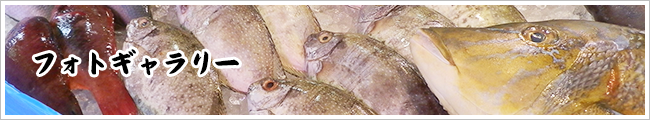 フォトギャラリー